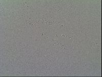 Media resource of Minibiotus hispidus