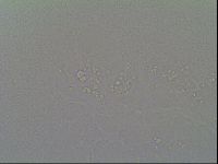 Minibiotus hispidus image