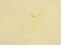 Murrayon pullari image