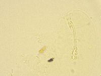 Murrayon pullari image