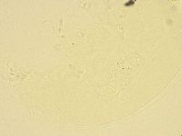 Murrayon pullari image