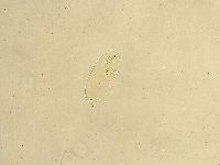 Murrayon pullari image