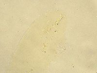 Murrayon pullari image