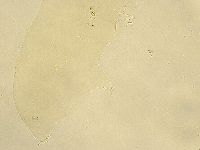 Murrayon pullari image