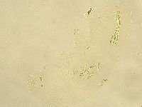 Murrayon pullari image