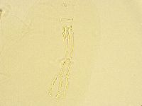 Murrayon pullari image