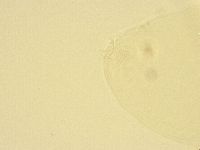 Murrayon pullari image