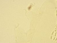 Murrayon pullari image