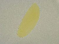 Minibiotus intermedius image
