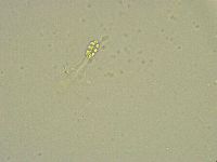 Minibiotus intermedius image