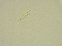 Minibiotus intermedius image