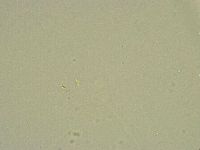 Minibiotus intermedius image
