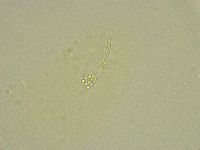 Minibiotus intermedius image