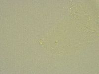 Minibiotus intermedius image