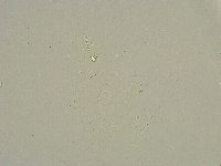 Minibiotus intermedius image