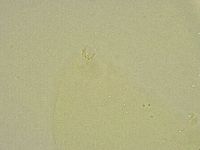 Minibiotus intermedius image