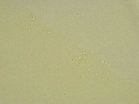 Minibiotus intermedius image