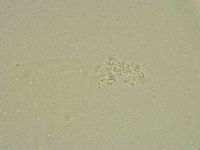 Minibiotus intermedius image