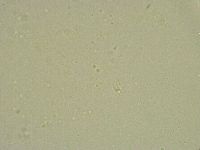 Minibiotus intermedius image