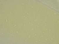 Minibiotus intermedius image