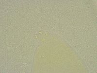 Minibiotus intermedius image