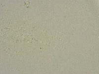 Minibiotus intermedius image