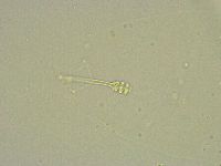 Minibiotus intermedius image
