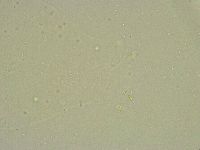 Minibiotus intermedius image