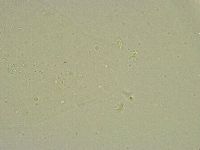 Minibiotus intermedius image