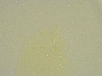 Minibiotus intermedius image