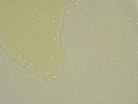 Minibiotus intermedius image