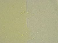 Minibiotus intermedius image