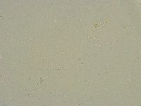 Minibiotus intermedius image