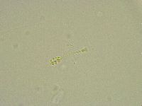 Minibiotus intermedius image