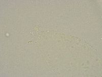 Minibiotus intermedius image