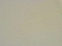 Minibiotus intermedius image