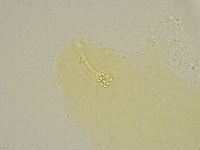 Minibiotus intermedius image