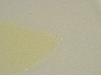 Minibiotus intermedius image