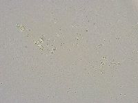 Minibiotus intermedius image