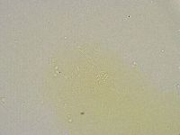 Minibiotus intermedius image