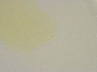 Minibiotus intermedius image
