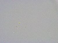 Minibiotus intermedius image