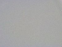 Minibiotus intermedius image