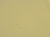 Minibiotus intermedius image