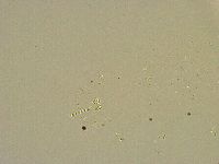 Minibiotus intermedius image
