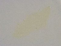 Minibiotus intermedius image