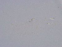 Minibiotus intermedius image