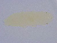 Minibiotus intermedius image