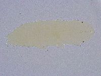 Minibiotus intermedius image