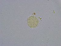 Minibiotus intermedius image
